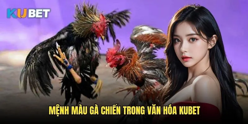 Màu mạng đá gà Kubet - Bí ẩn phong thủy chiến kê 2 Mệnh màu gà chiến trong văn hóa Kubet