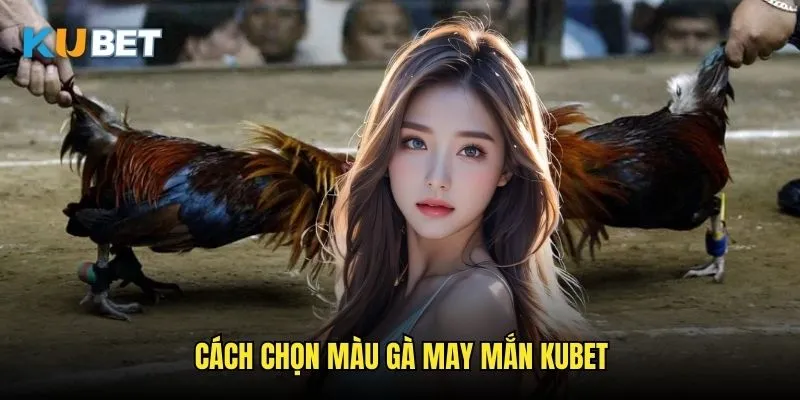 Màu mạng đá gà Kubet - Bí ẩn phong thủy chiến kê 3 Cách chọn màu gà may mắn Kubet