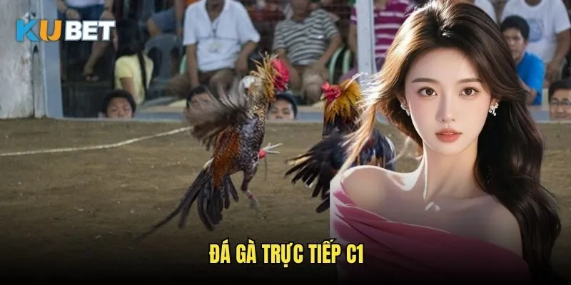 Đá gà trực tiếp C1 Kubet - Giải đấu chất lượng hàng đầu 1 Đá gà trực tiếp C1