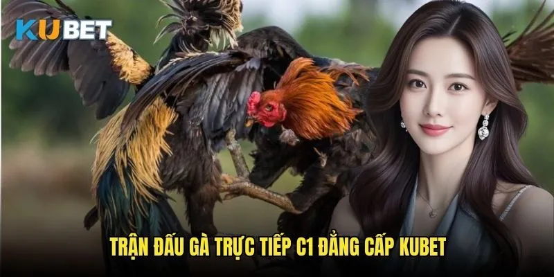 Đá gà trực tiếp C1 Kubet - Giải đấu chất lượng hàng đầu 2 Trận đấu gà trực tiếp C1 đẳng cấp Kubet