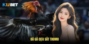 Đá gà cựa sắt Thomo