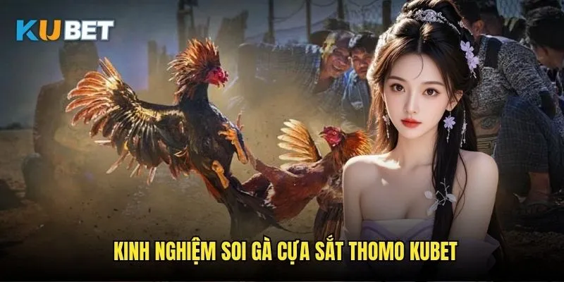 Đá gà cựa sắt Thomo Kubet - Trận chiến khốc liệt 3 Kinh nghiệm soi gà cựa sắt Thomo Kubet