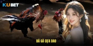 Đá gà cựa dao