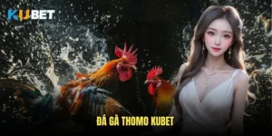 Đá gà Thomo Kubet