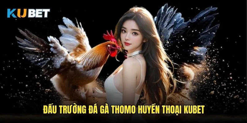 Đá gà Thomo Kubet - Trận đấu kịch tính đỉnh cao 2 Đấu trường đá gà Thomo huyền thoại Kubet