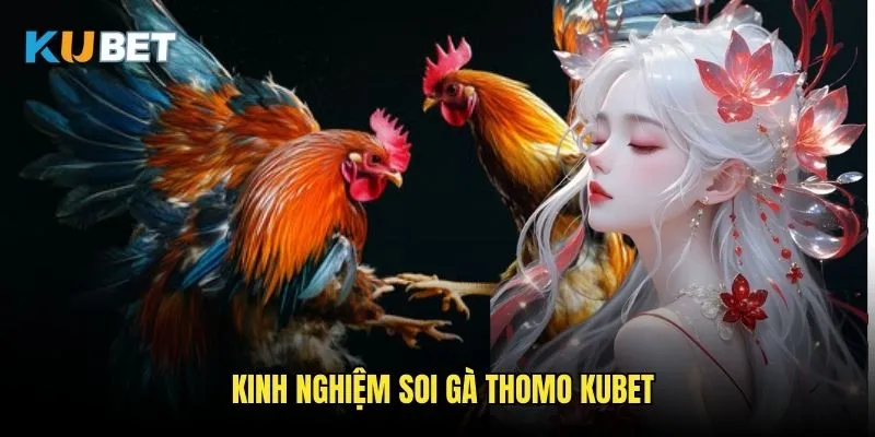 Đá gà Thomo Kubet - Trận đấu kịch tính đỉnh cao 3 Kinh nghiệm soi gà Thomo Kubet