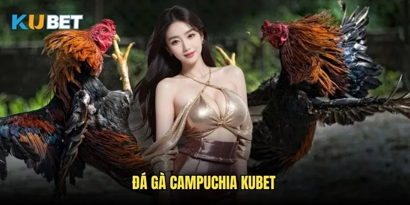 Đá gà Campuchia Kubet - Nét văn hóa châu Á 1 Đá gà Campuchia Kubet