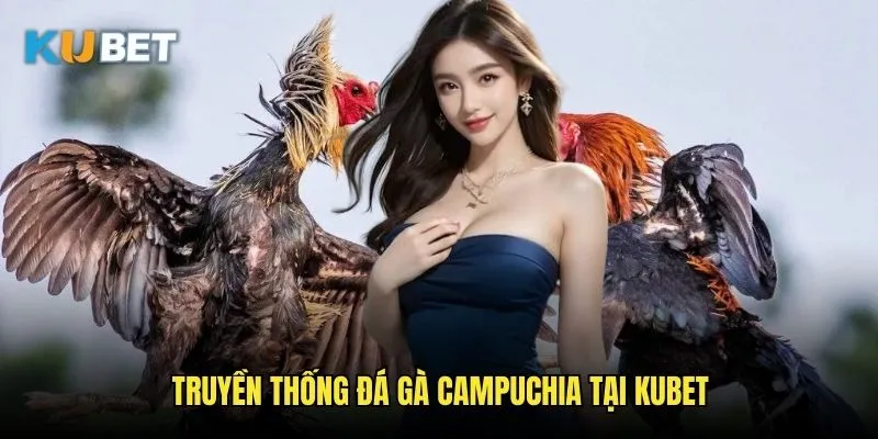 Đá gà Campuchia Kubet - Nét văn hóa châu Á 2 Truyền thống đá gà Campuchia tại Kubet
